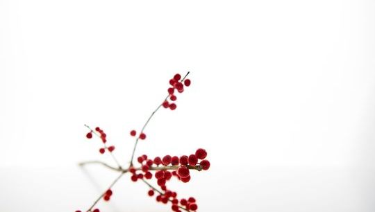 Flower 22.jpg