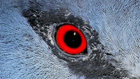 eye-788662_1280.jpg