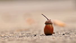 ACORNS_Image.png